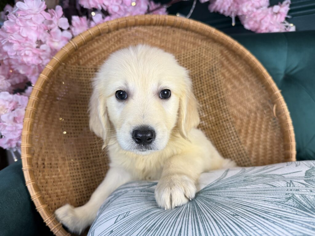 Maverick 4