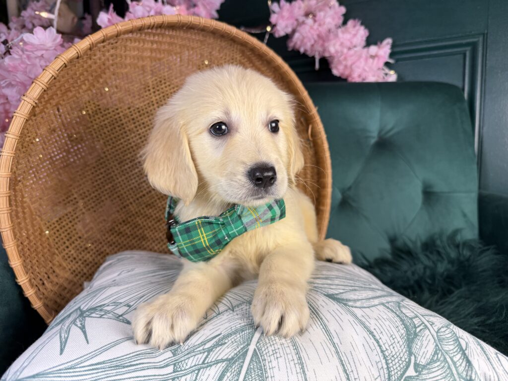 Maverick