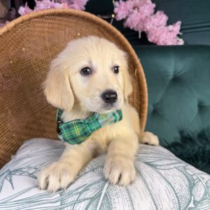 Maverick