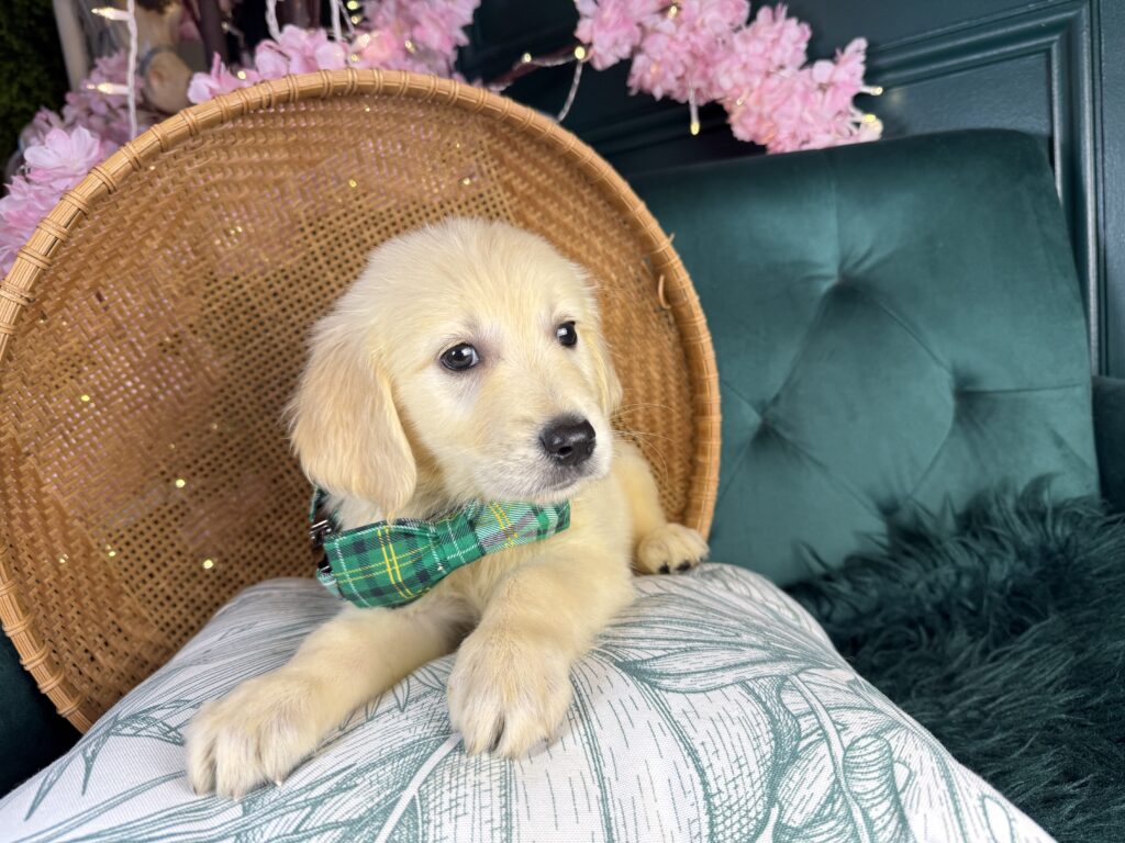 Maverick 2
