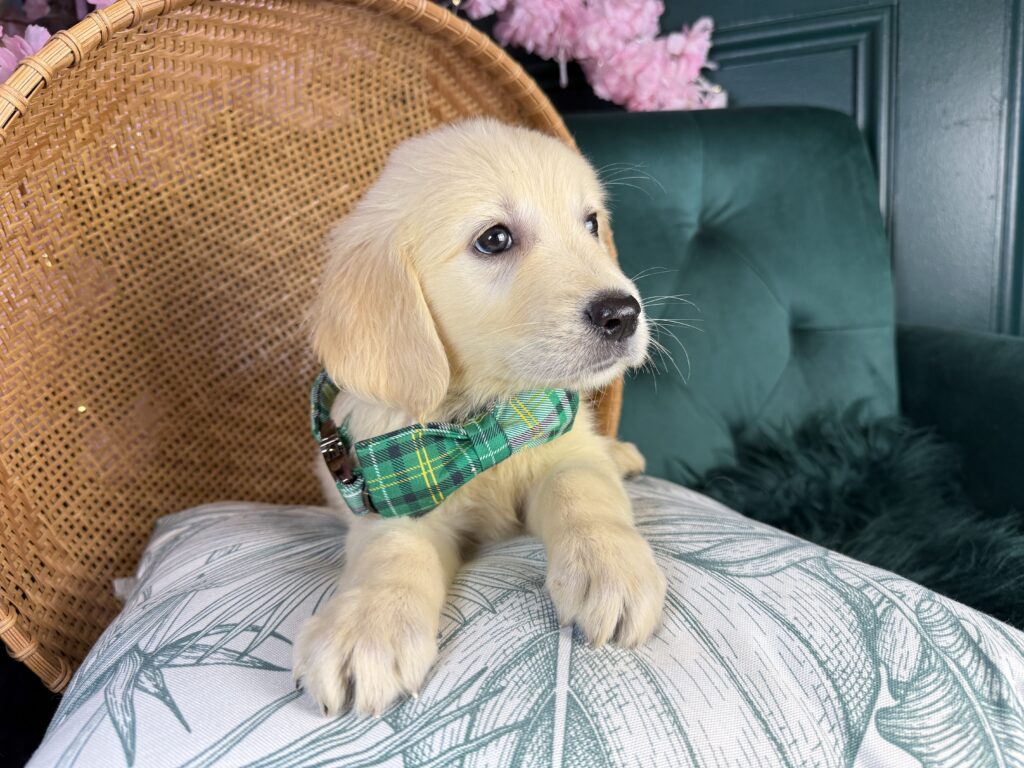 Maverick 3