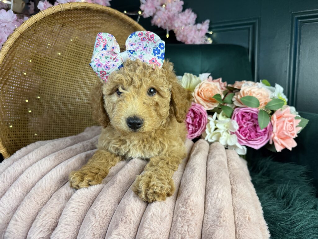 Scottie 2