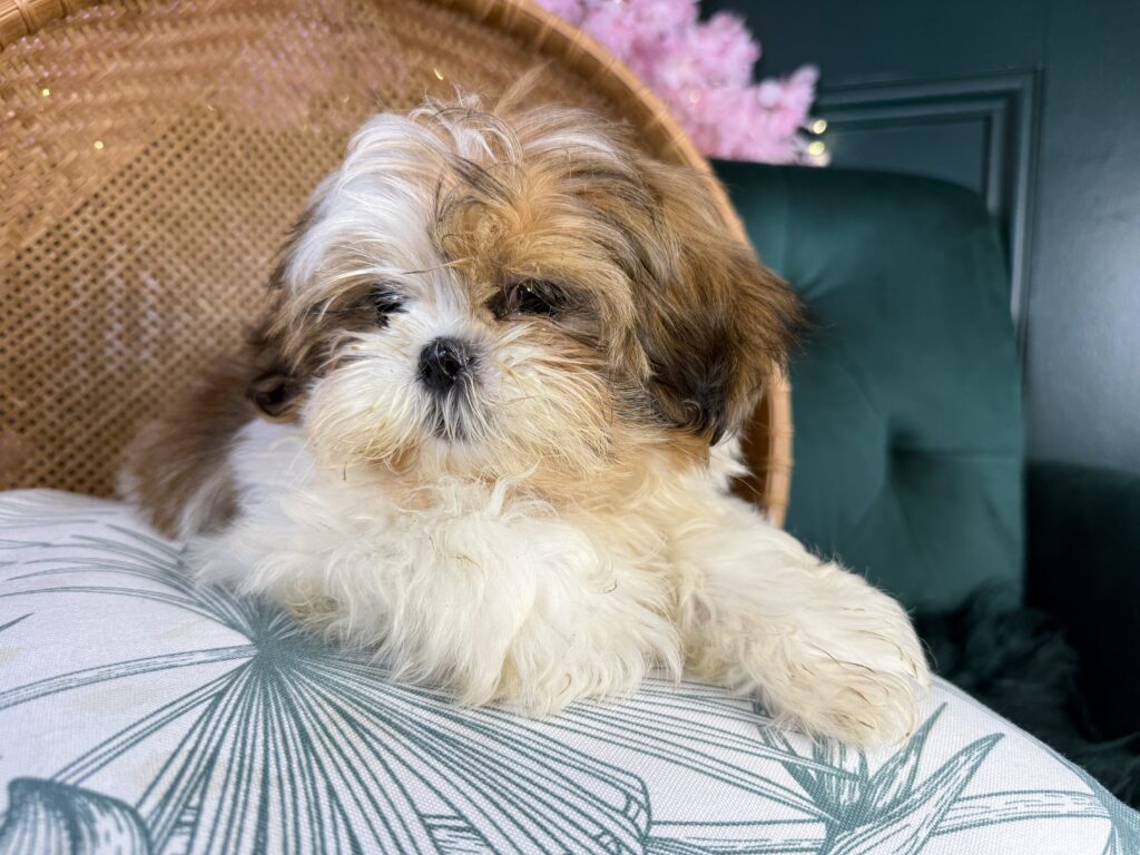 Rudy