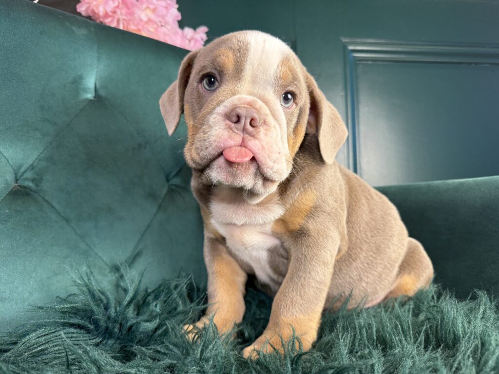 Winston
