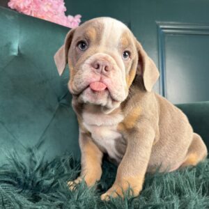 Winston