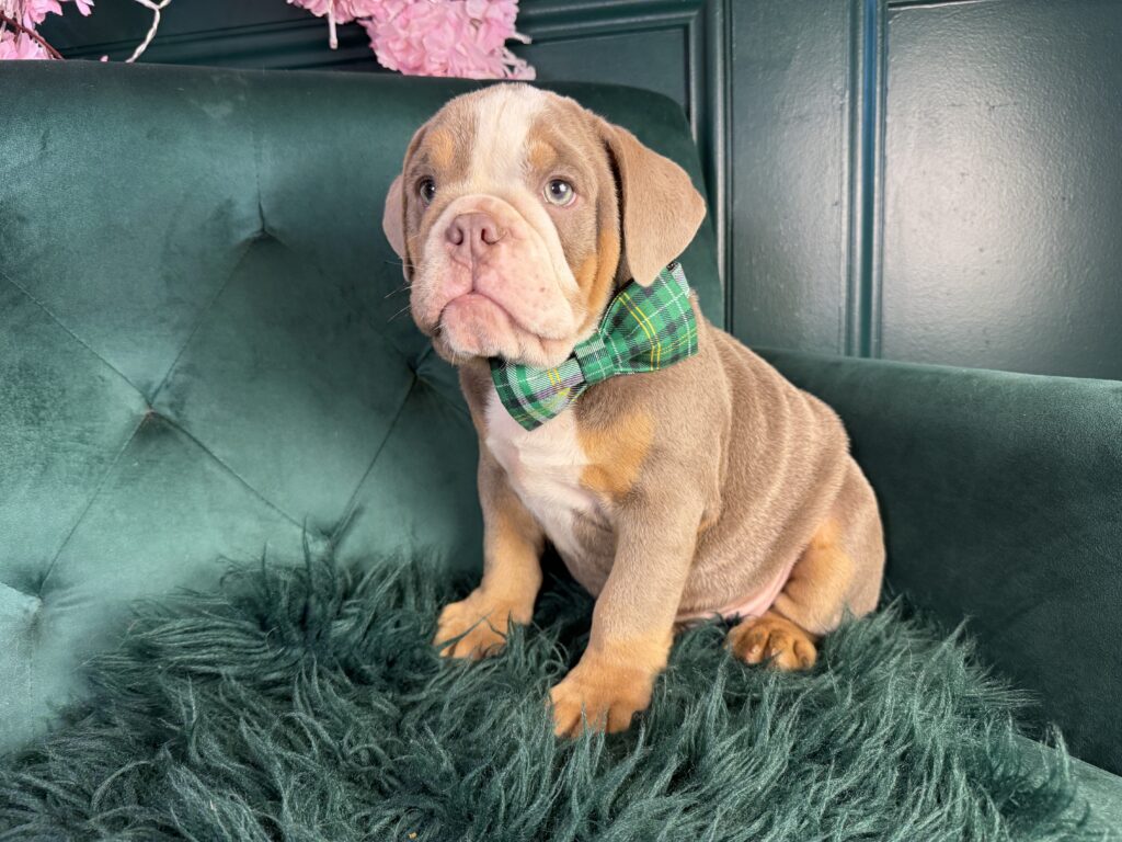 Winston 3