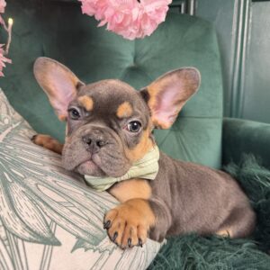French Bulldog – 1423