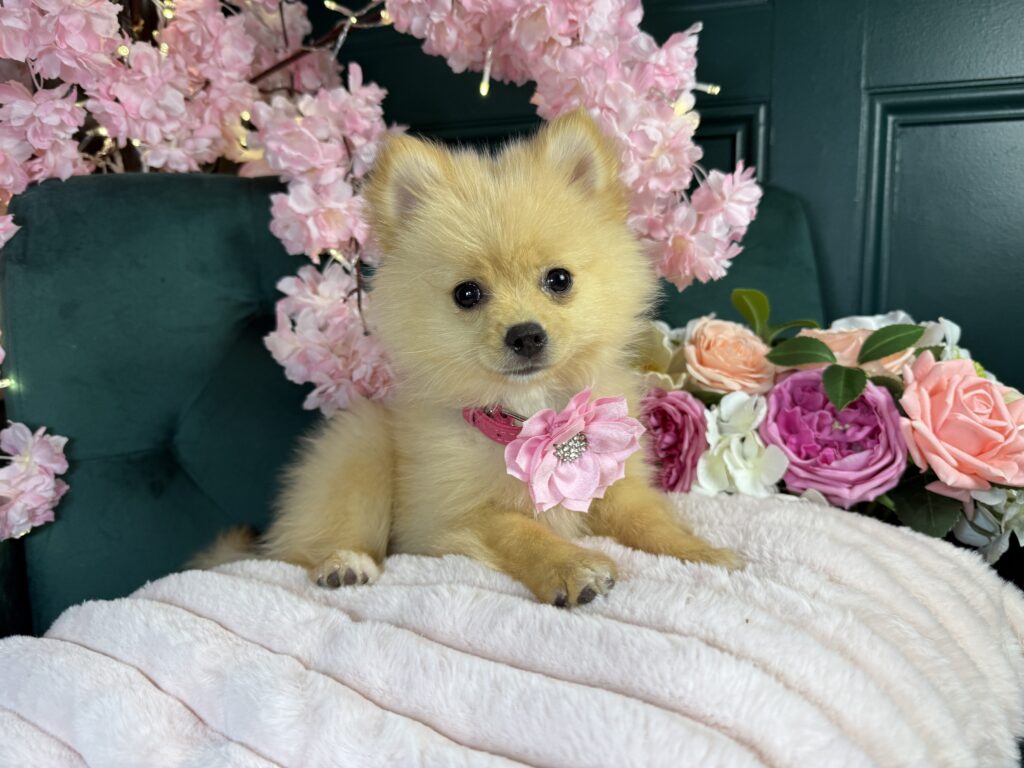 Foxy