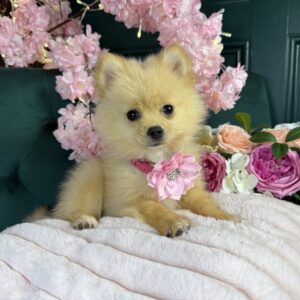 Foxy