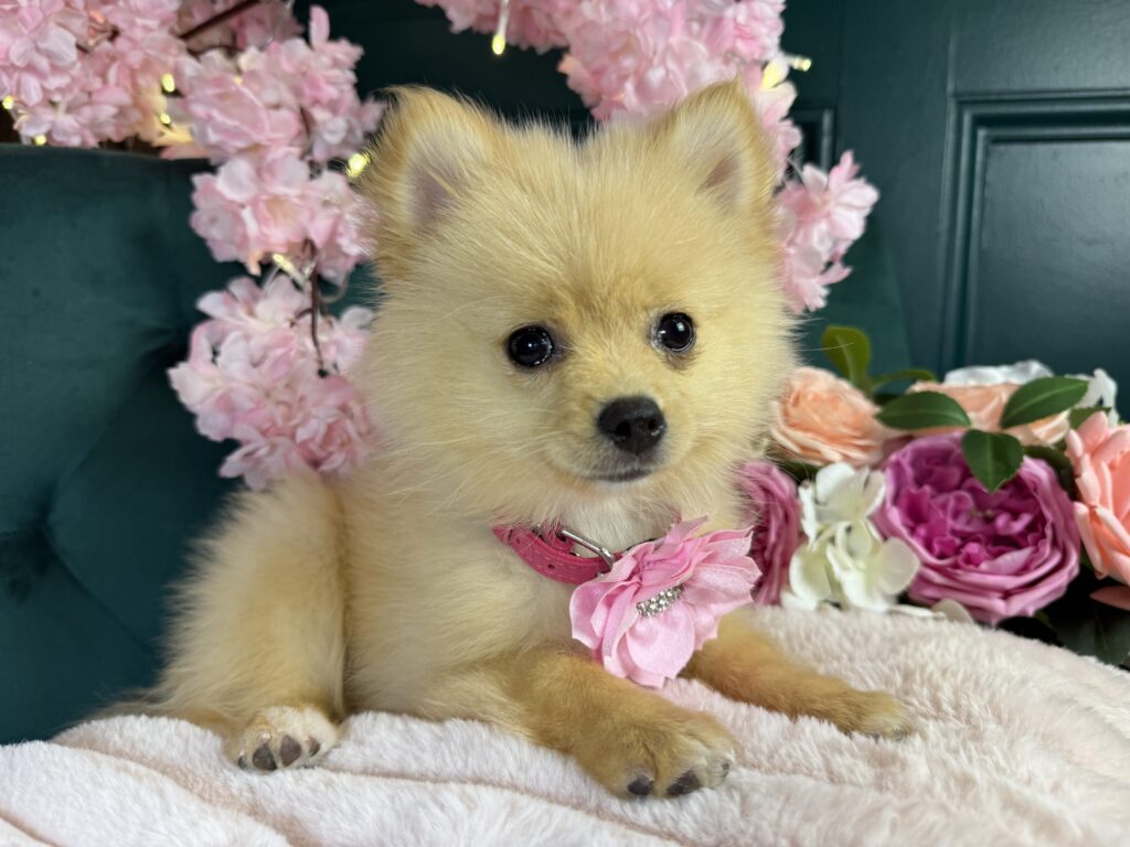 Foxy 4
