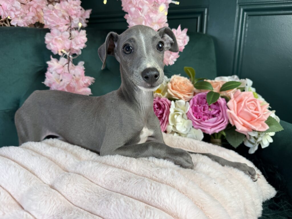 Suki