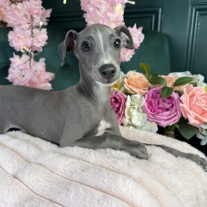 Italian Greyhound – 1425
