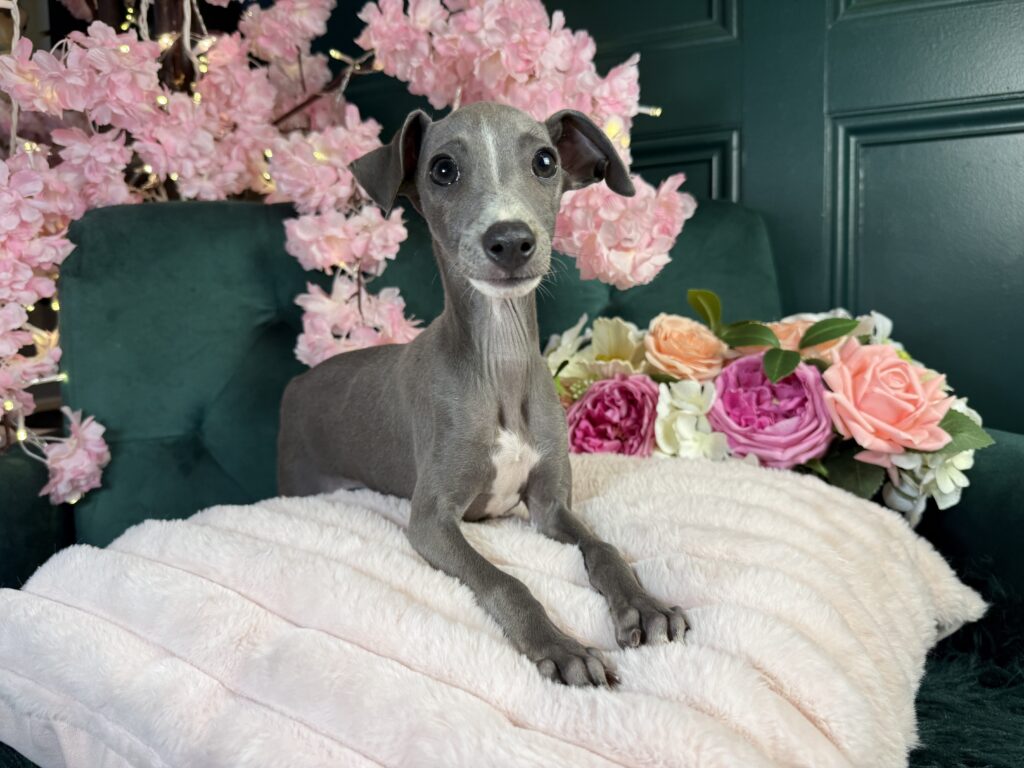 Suki 3