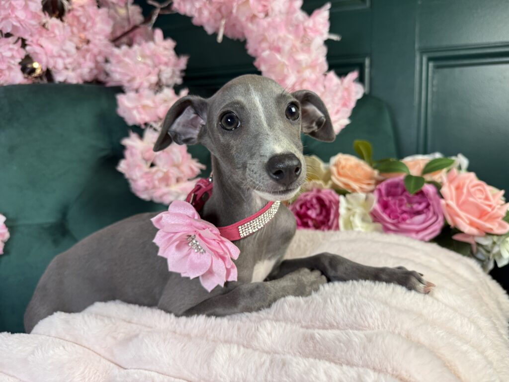 Suki 4