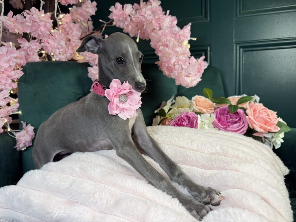 Suki 2