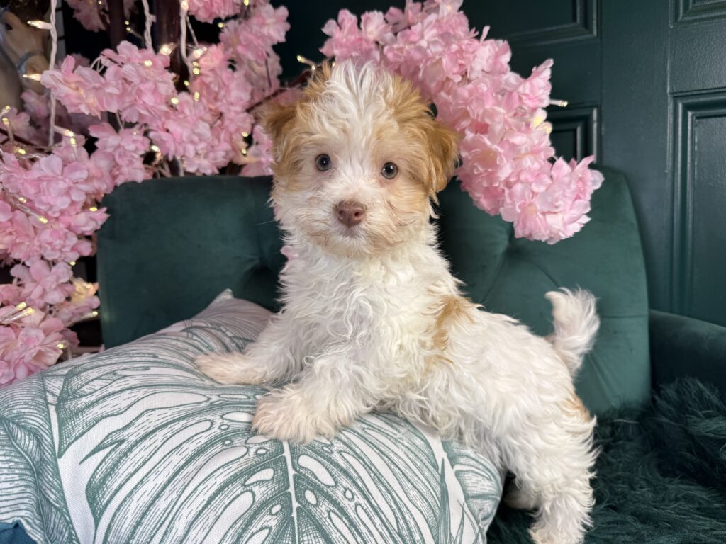 Nugget