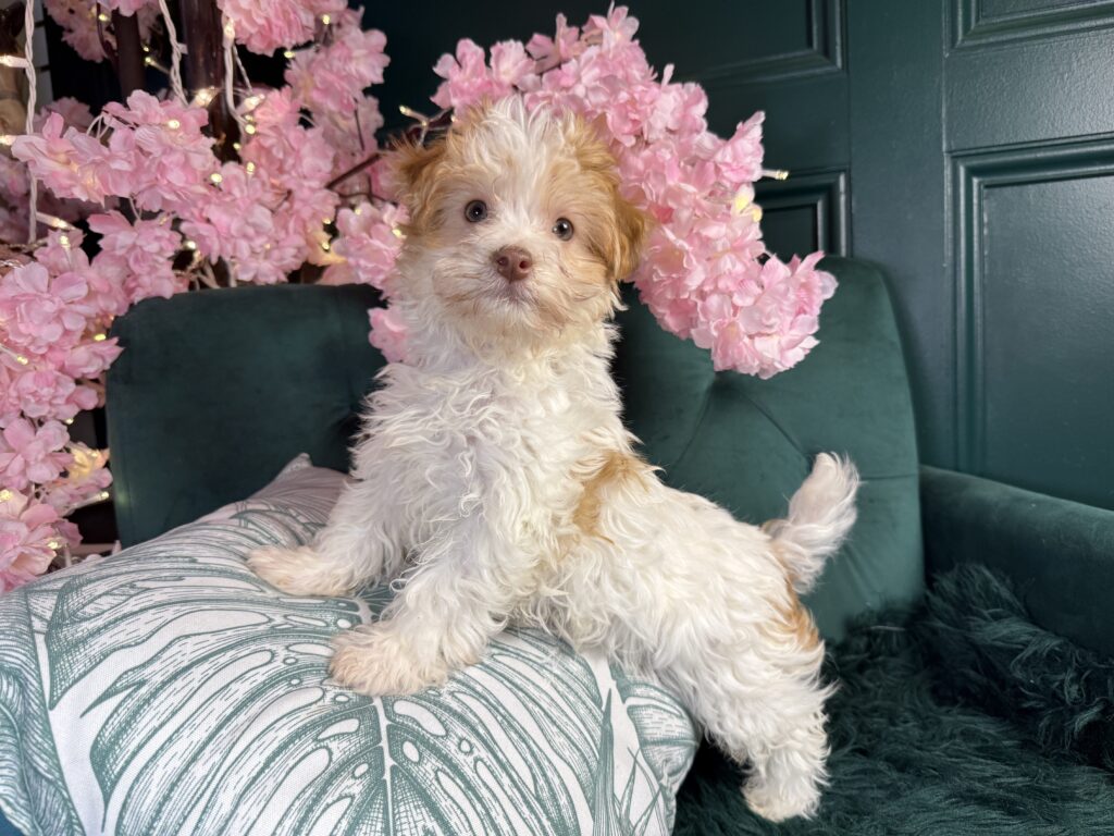 Nugget 2