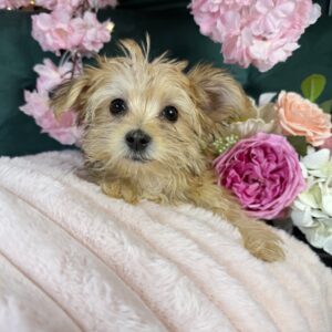 Morkie – 1422