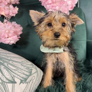 Yorkshire Terrier – 1421