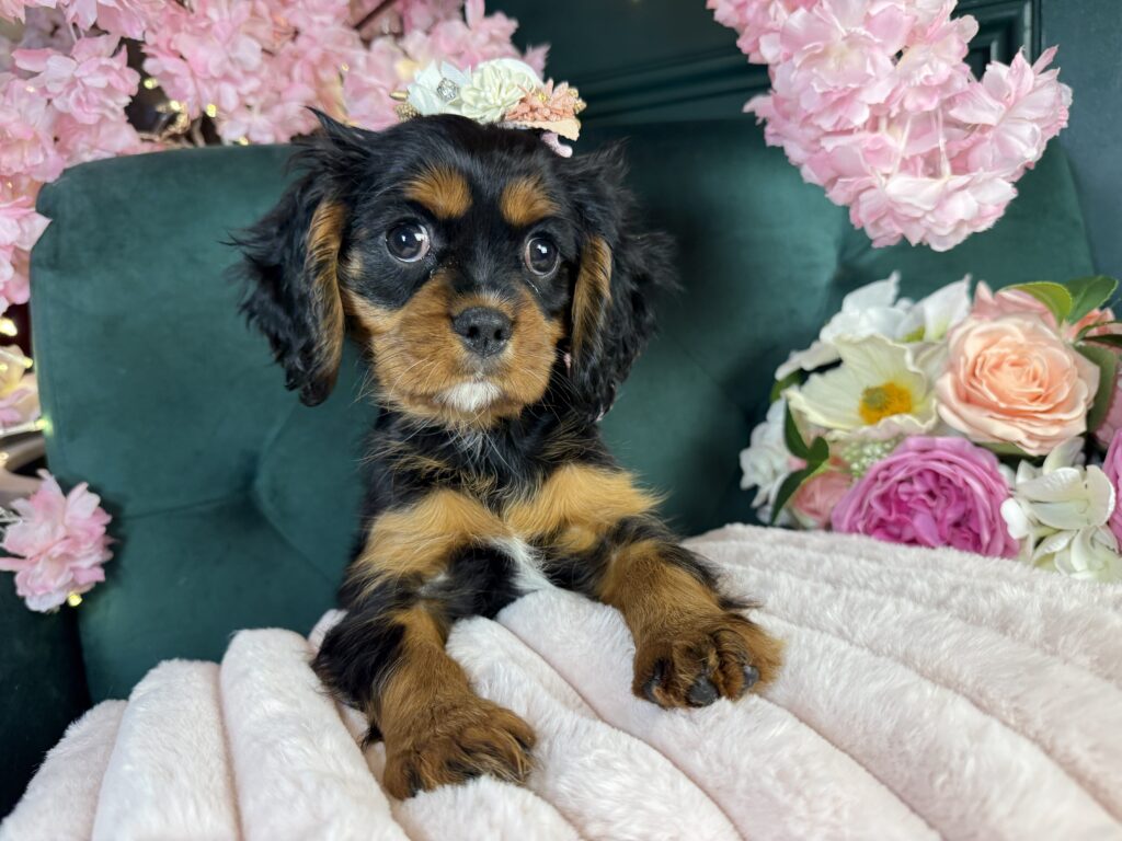 Nova