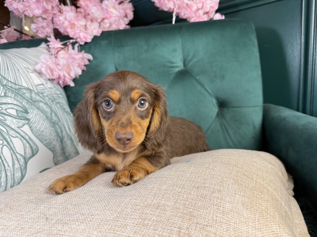 Oakley