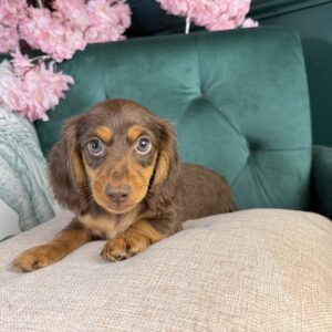 Dachshund – 1446