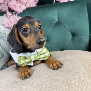 Dachshund – 1441
