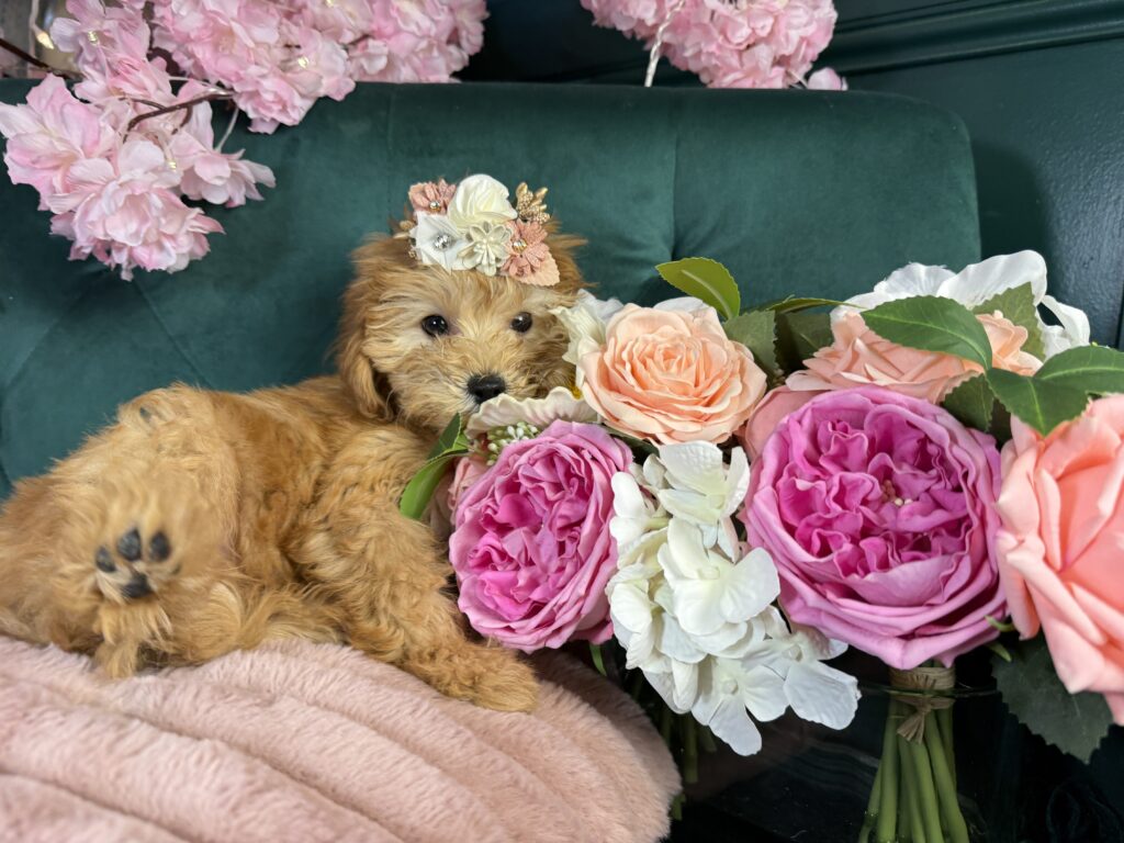 Piper
