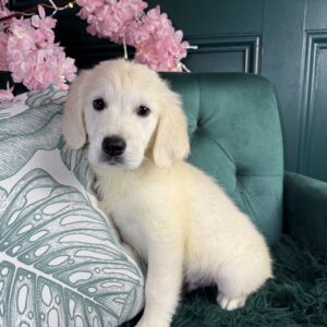 Golden Retriever – 1448
