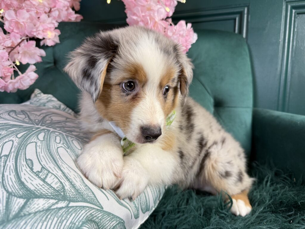 Flynn 4