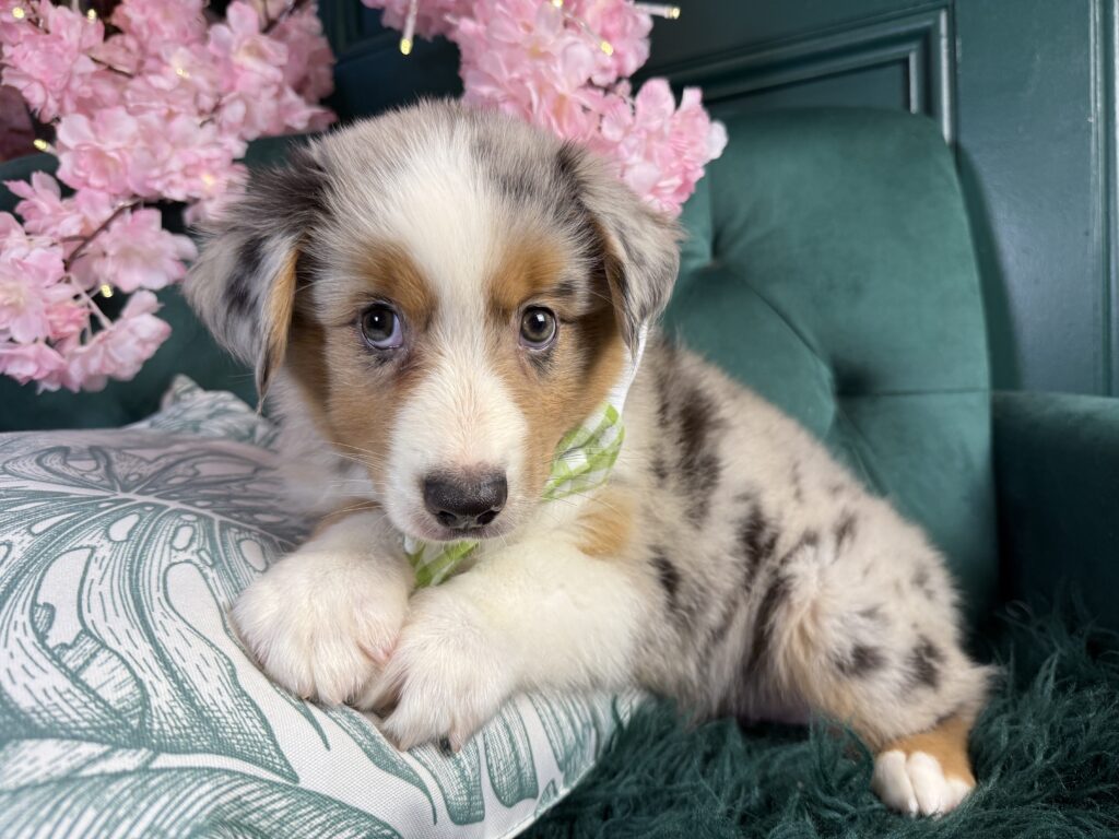 Flynn 3
