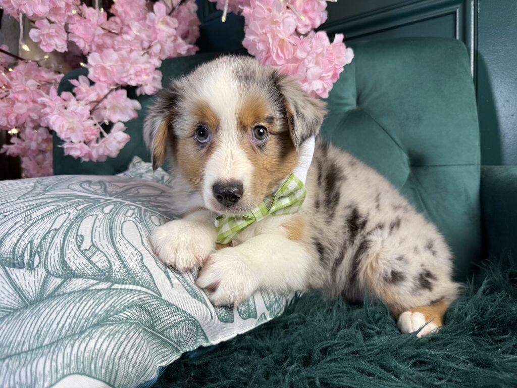 Flynn 2