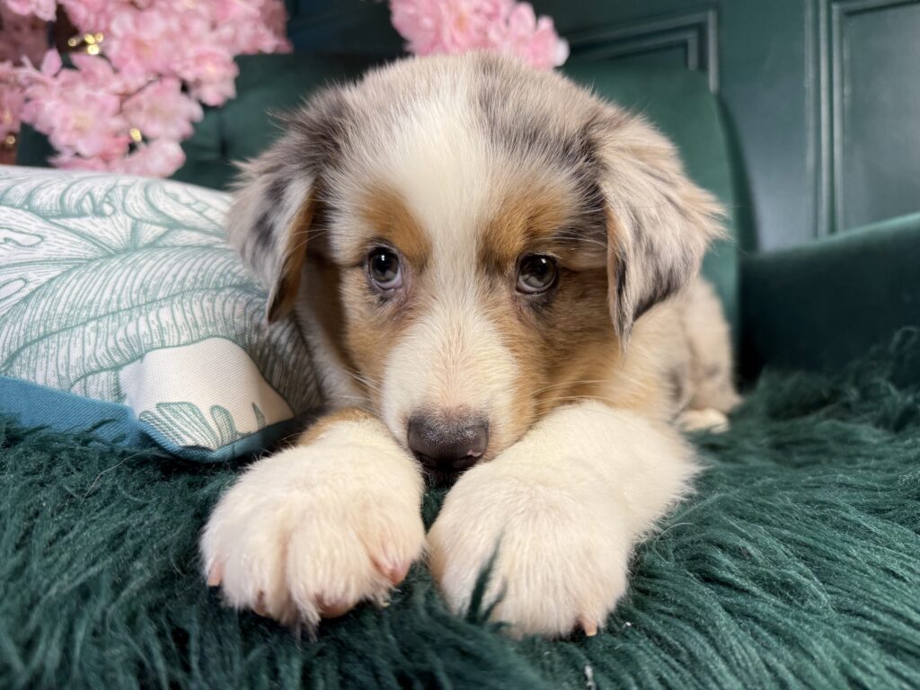 Flynn