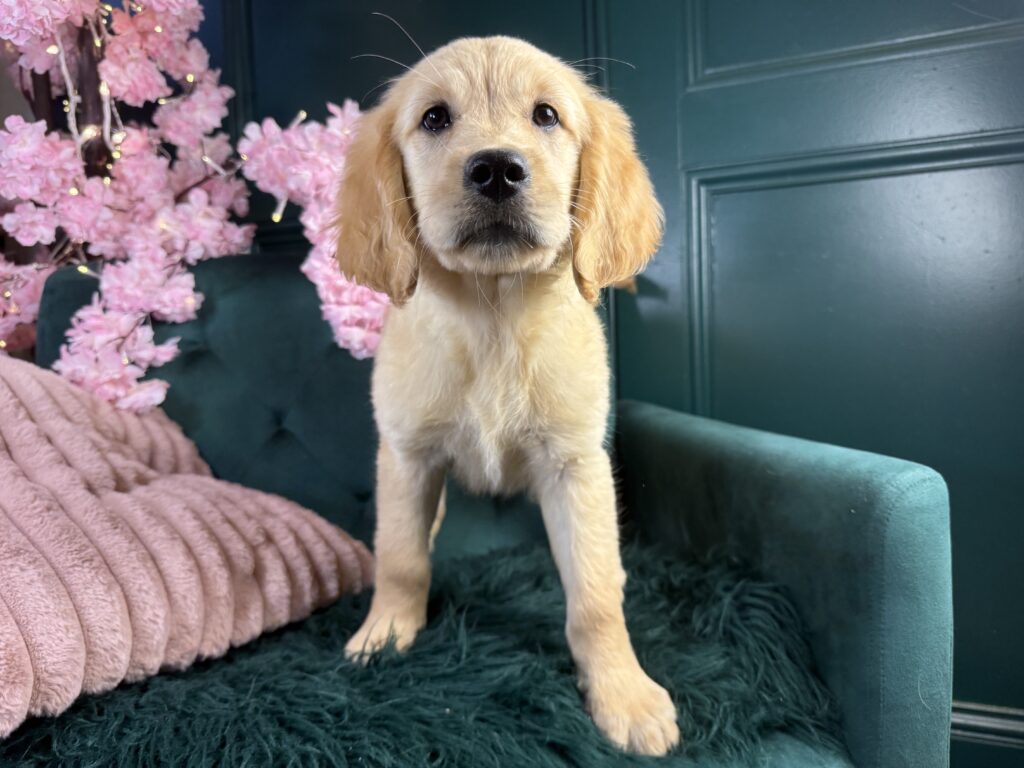 Dolly 3