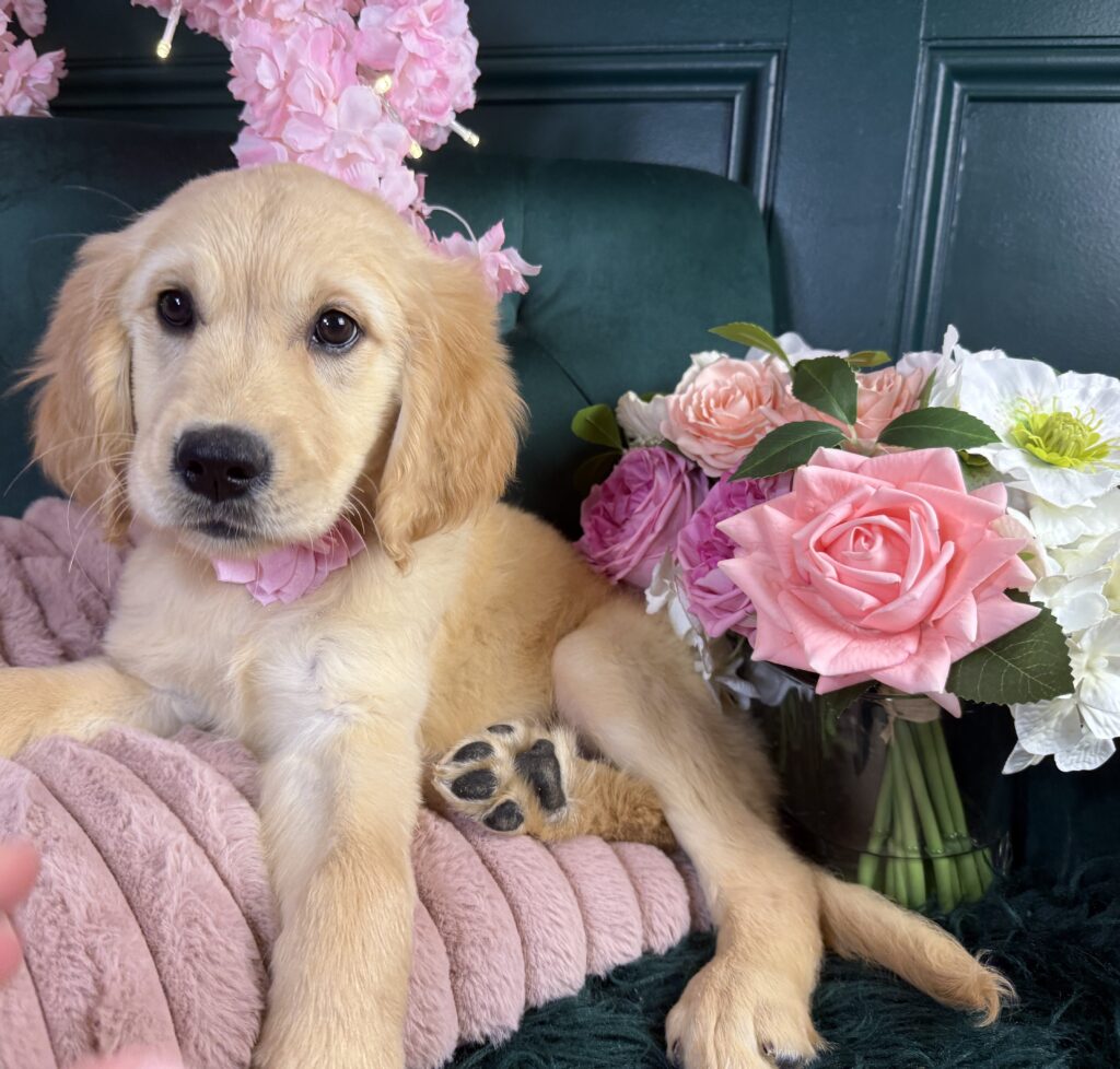 Dolly