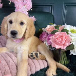 Golden Retriever – 1449