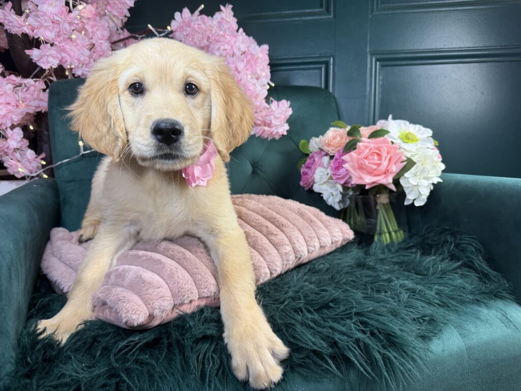 Dolly 2