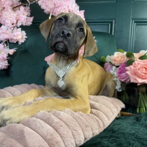 English Mastiff – 1442