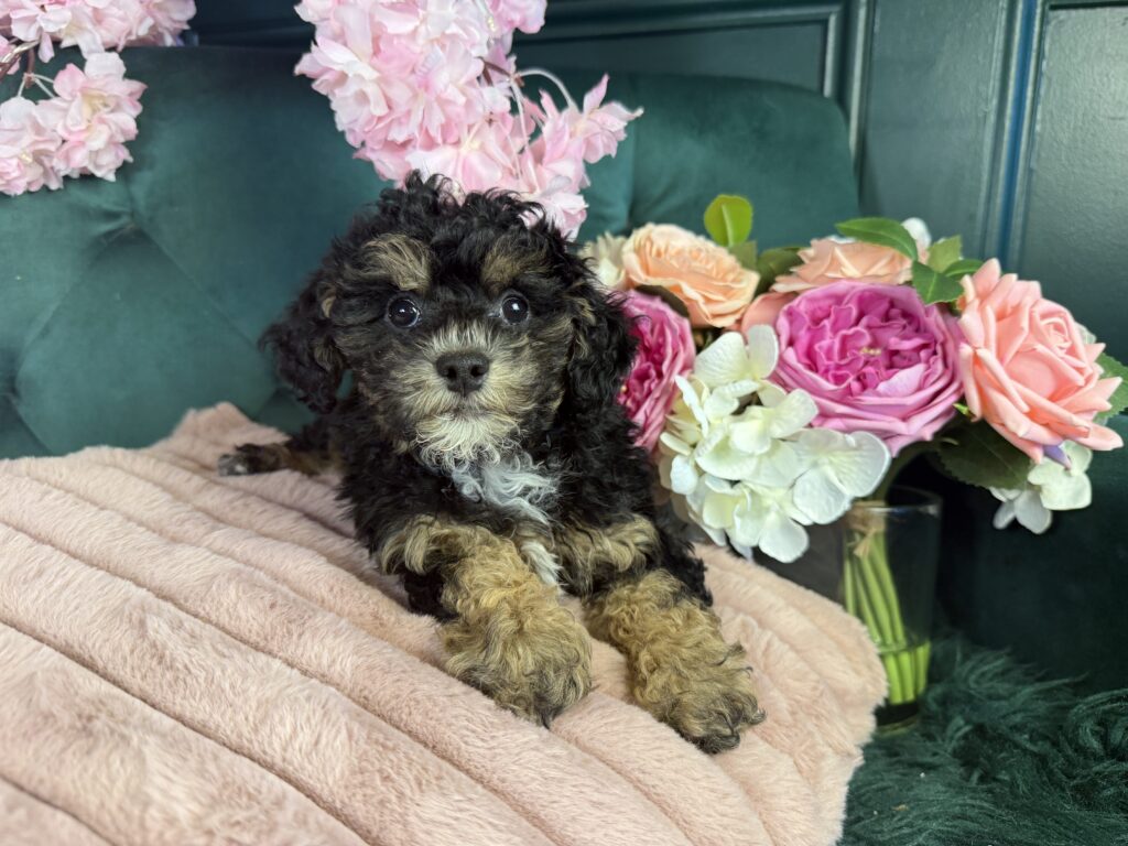 Tilly 4