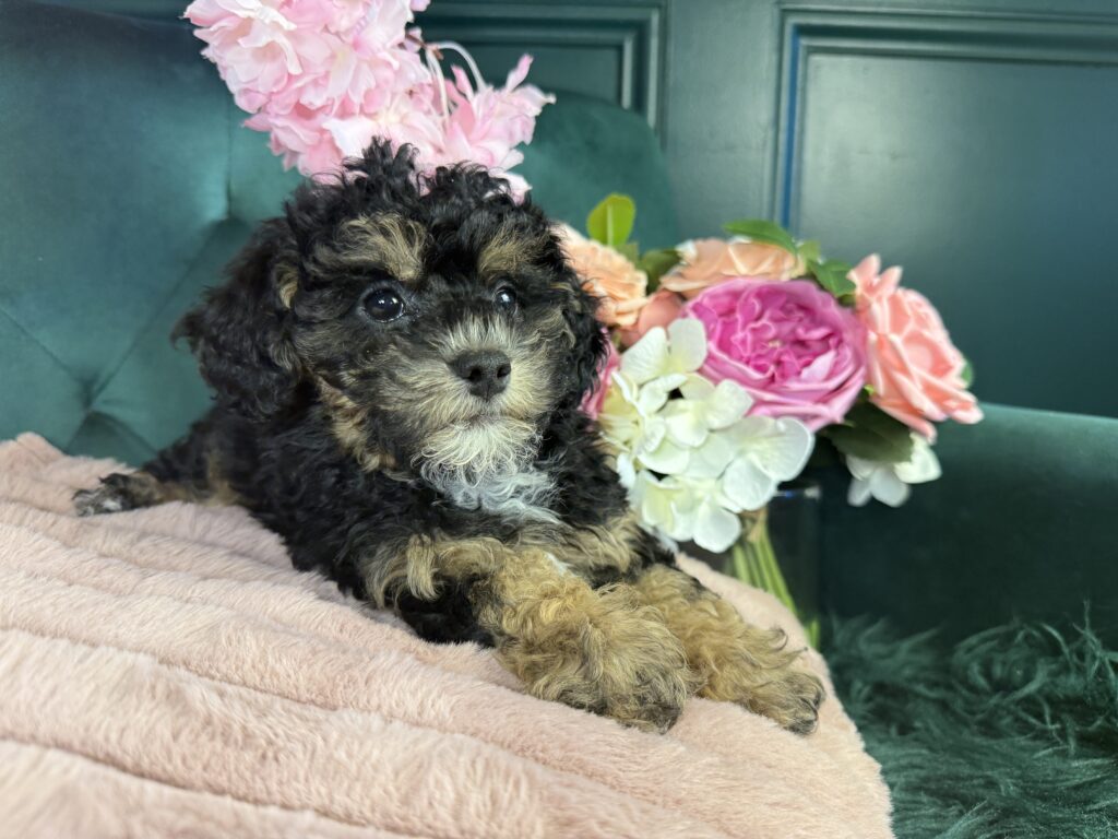Tilly 3