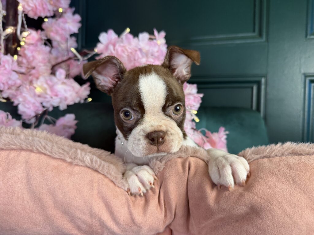 Effie 3
