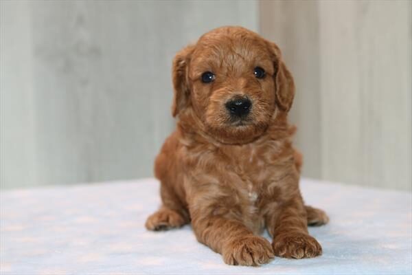 Griffin