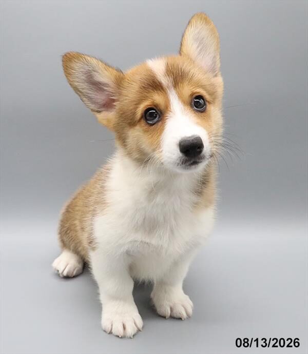 Penny