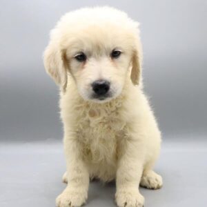 Nala