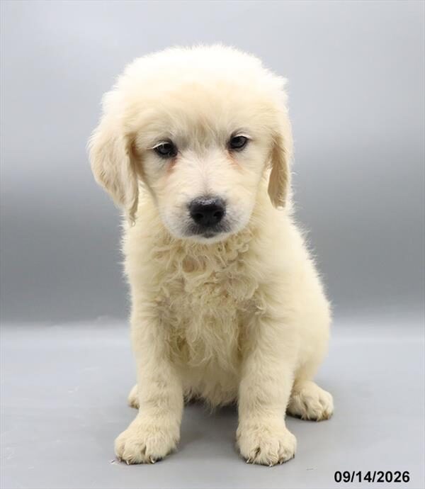 Nala