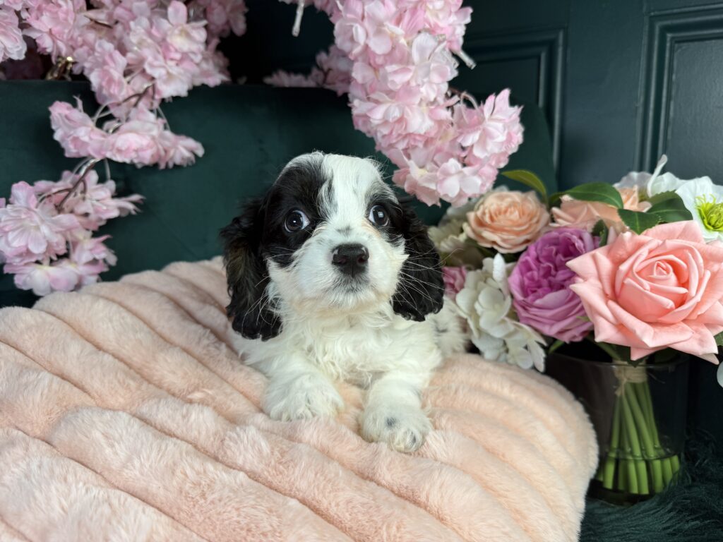 Millie 2