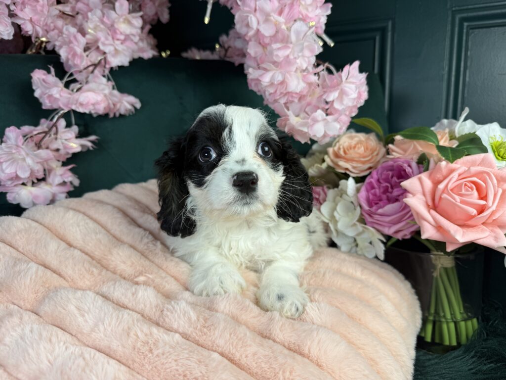 Millie 3
