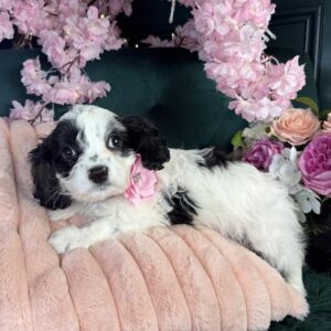 Millie