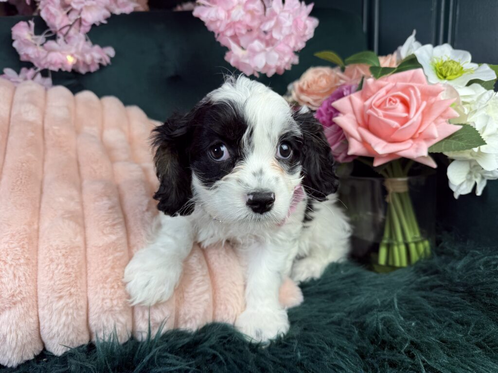Millie 4