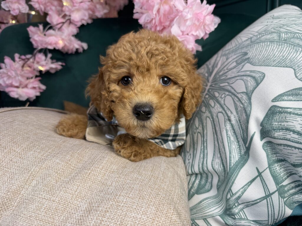 Leonard 4